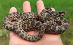 Urartian Rat Snake photo 3
