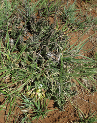 Ceropegia lutea image