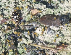 Thermonectus marmoratus