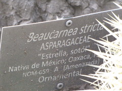 Beaucarnea stricta