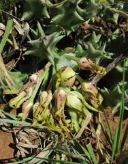 Ceropegia lutea image