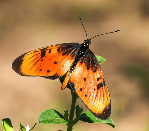 Natal Acraea