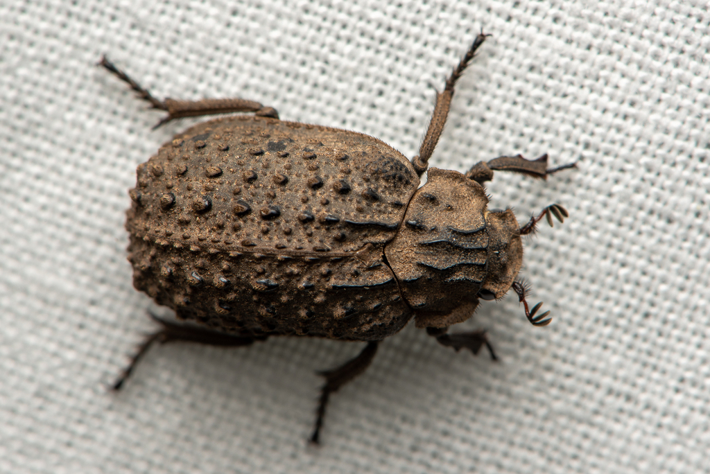 Carcass Beetles in March 2023 by b_sydes · iNaturalist