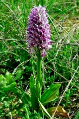 Orchis simia
