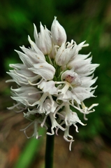 Orchis simia