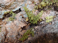 Asplenium petrarchae