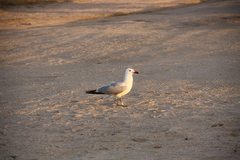 Ichthyaetus audouinii