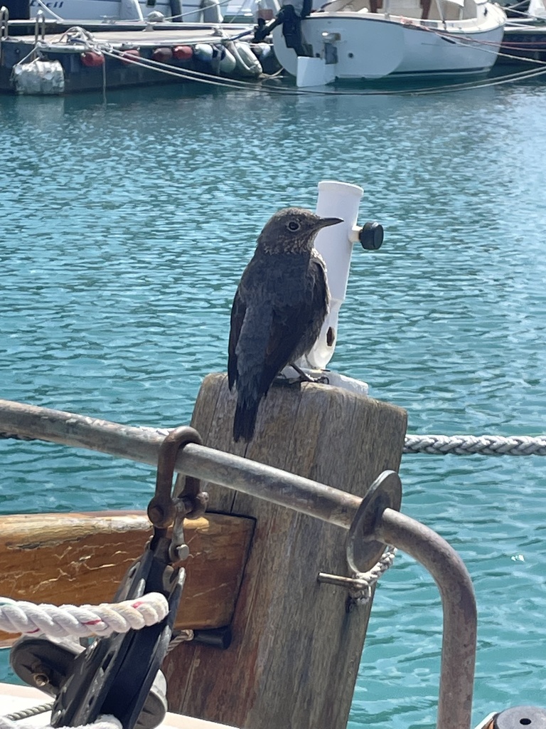 Monticola solitarius philippensis from Mashiki 4Chōme, Okinawa, JP on