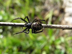 Steatoda paykulliana