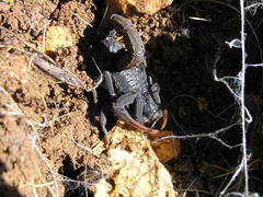 Hottentotta judaicus