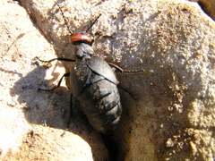 Trichomeloe sericellus