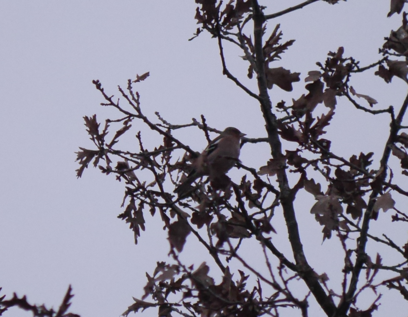 Eurasian Chaffinch