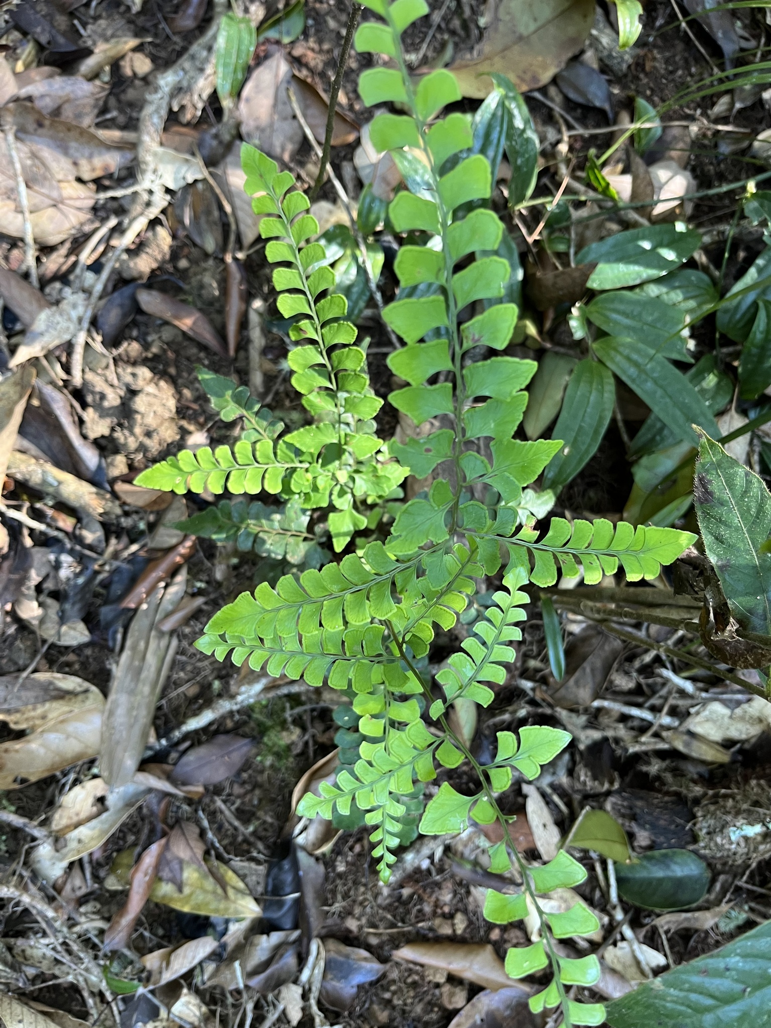 Lindsaea javanensis (Lindsaea javanensis)