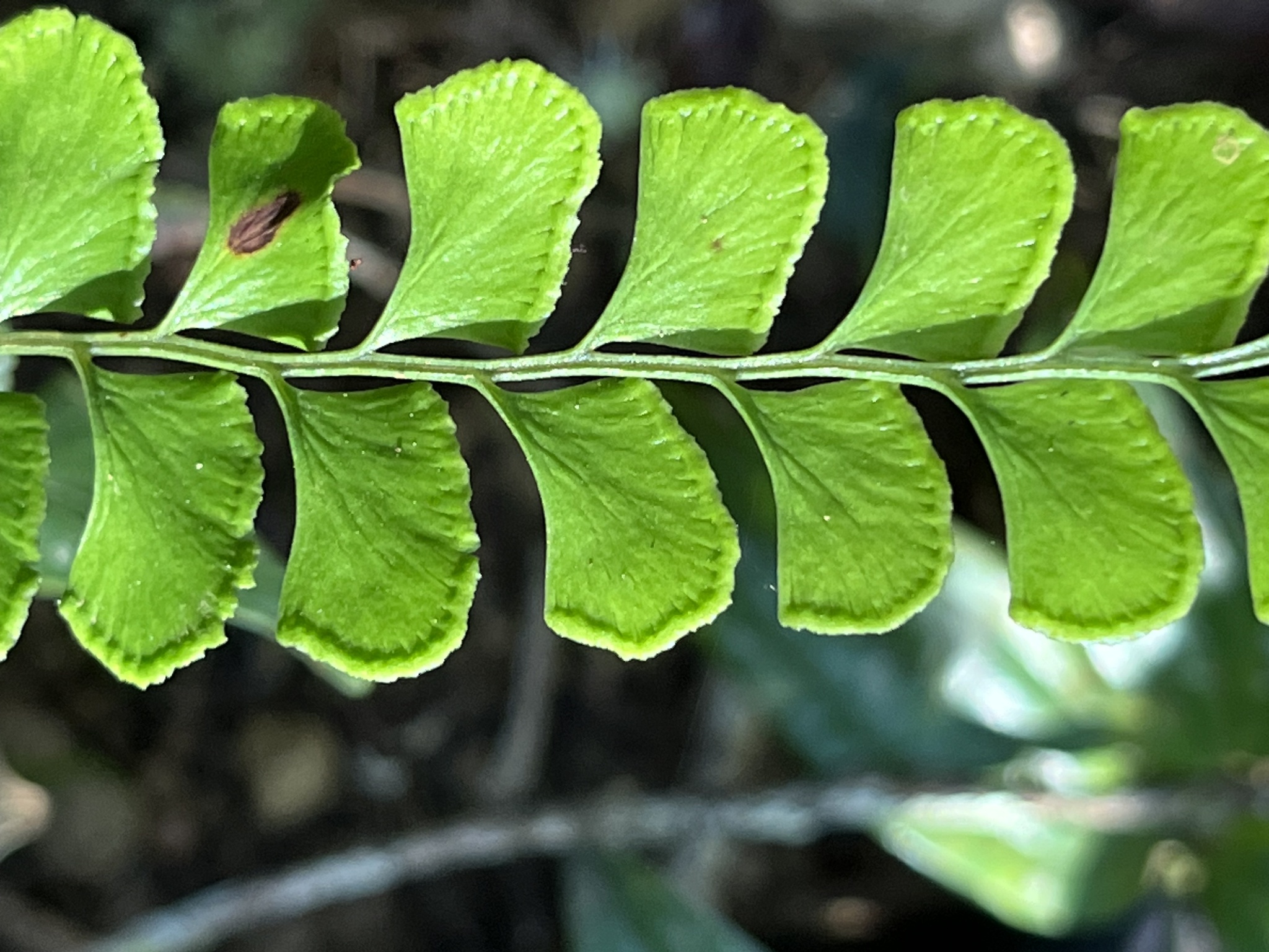 Lindsaea javanensis — ảnh 2