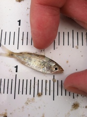 Eucinostomus argenteus