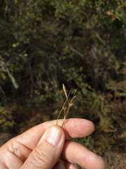 Carex triquetra