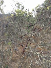 Arctostaphylos rainbowensis