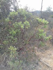 Arctostaphylos rainbowensis