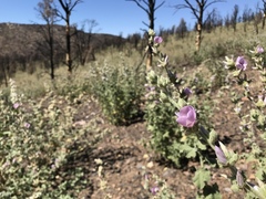 Malacothamnus orbiculatus