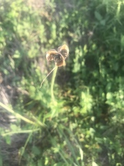 Zephyranthes chlorosolen