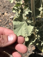 Malacothamnus orbiculatus