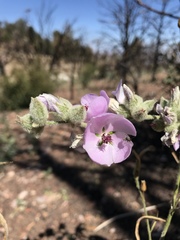 Malacothamnus orbiculatus