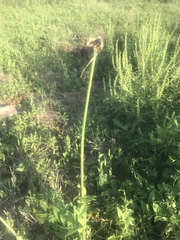 Zephyranthes chlorosolen