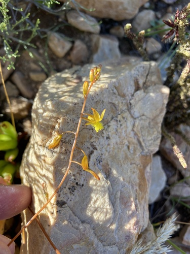 Bulbine rupicola