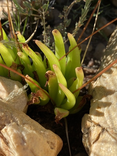 Bulbine rupicola