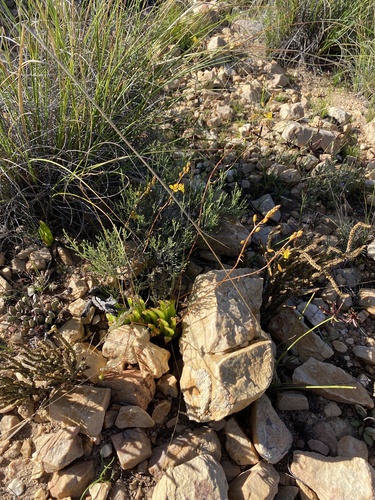 Bulbine rupicola