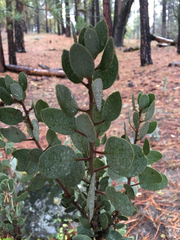 Arctostaphylos viscida