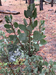 Arctostaphylos viscida