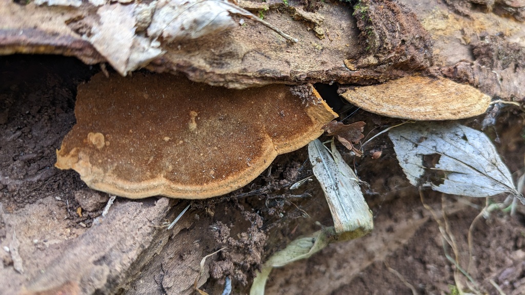 Fuscoporia gilva · March 2023 · photo: © atsushi_nakajima_cirque (iNaturalist, cc-by)