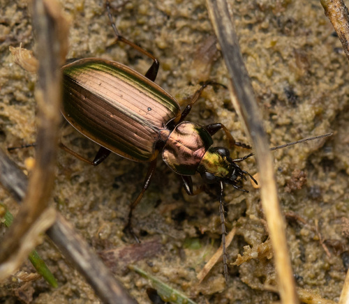 Agonum marginatum (Linnaeus, 1758)