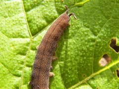 Oroperipatus eisenii