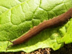 Oroperipatus eisenii