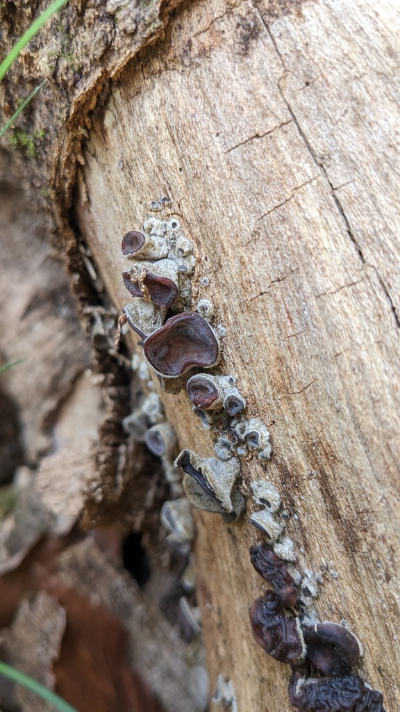 Auricularia polytricha · March 2023 · photo: © atsushi_nakajima_cirque (iNaturalist, cc-by)