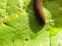 Oroperipatus eisenii