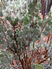 Arctostaphylos viscida