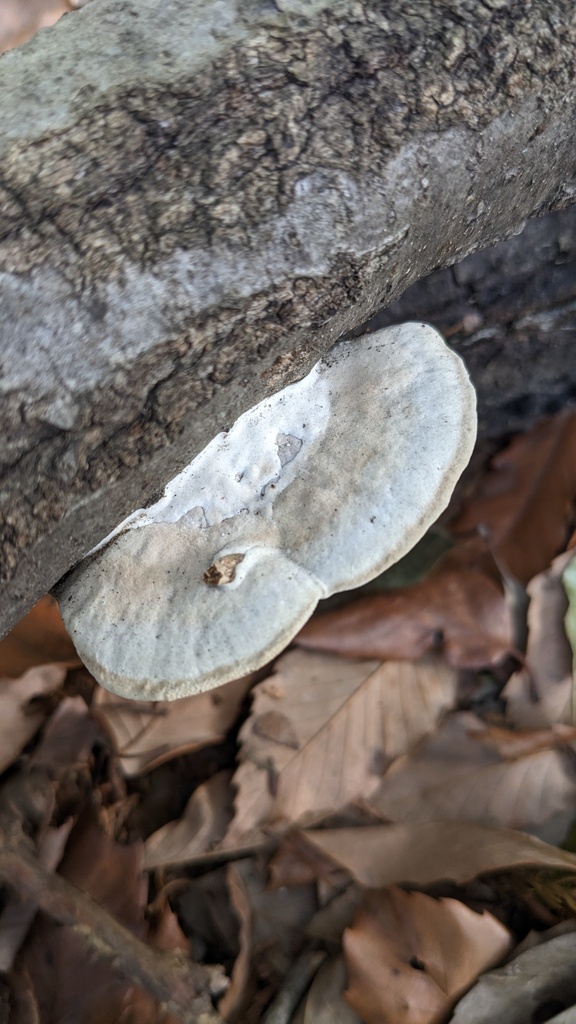 Trametes orientalis · March 2023 · photo: © atsushi_nakajima_cirque (iNaturalist, cc-by)