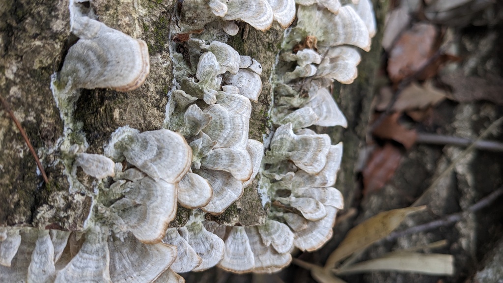 Trichaptum biforme · March 2023 · photo: © atsushi_nakajima_cirque (iNaturalist, cc-by)