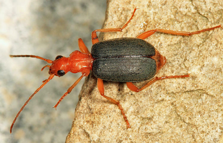 Cyan-winged Bombardier Beetle from Groton yard, MA, USA on June 20 ...