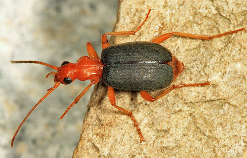 Cyan-winged Bombardier Beetle