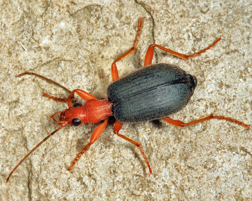 Blue-skinned Bombardier Beetle
