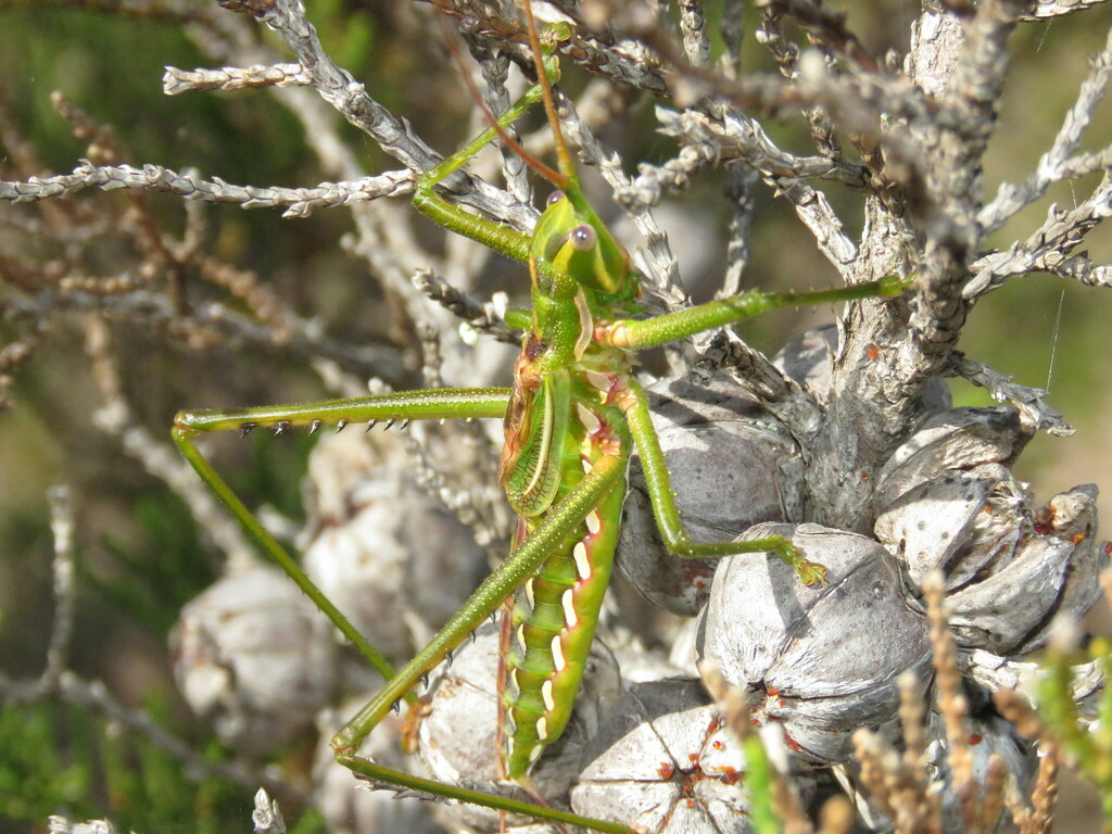 Hemisaga undulata