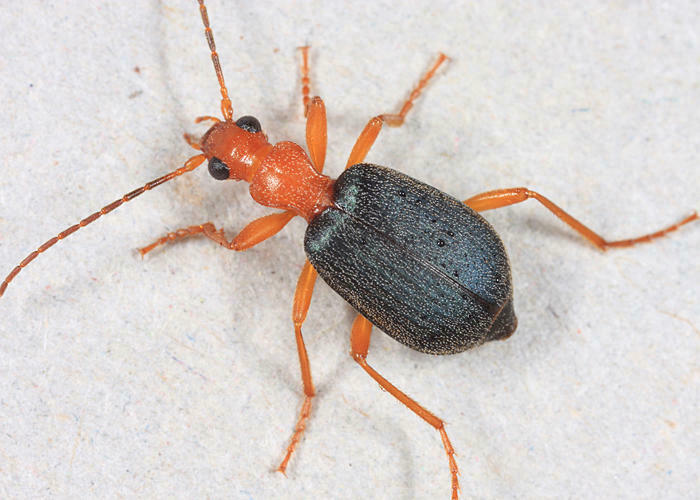 Brachinus fulminatus