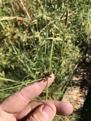Cyperus niger