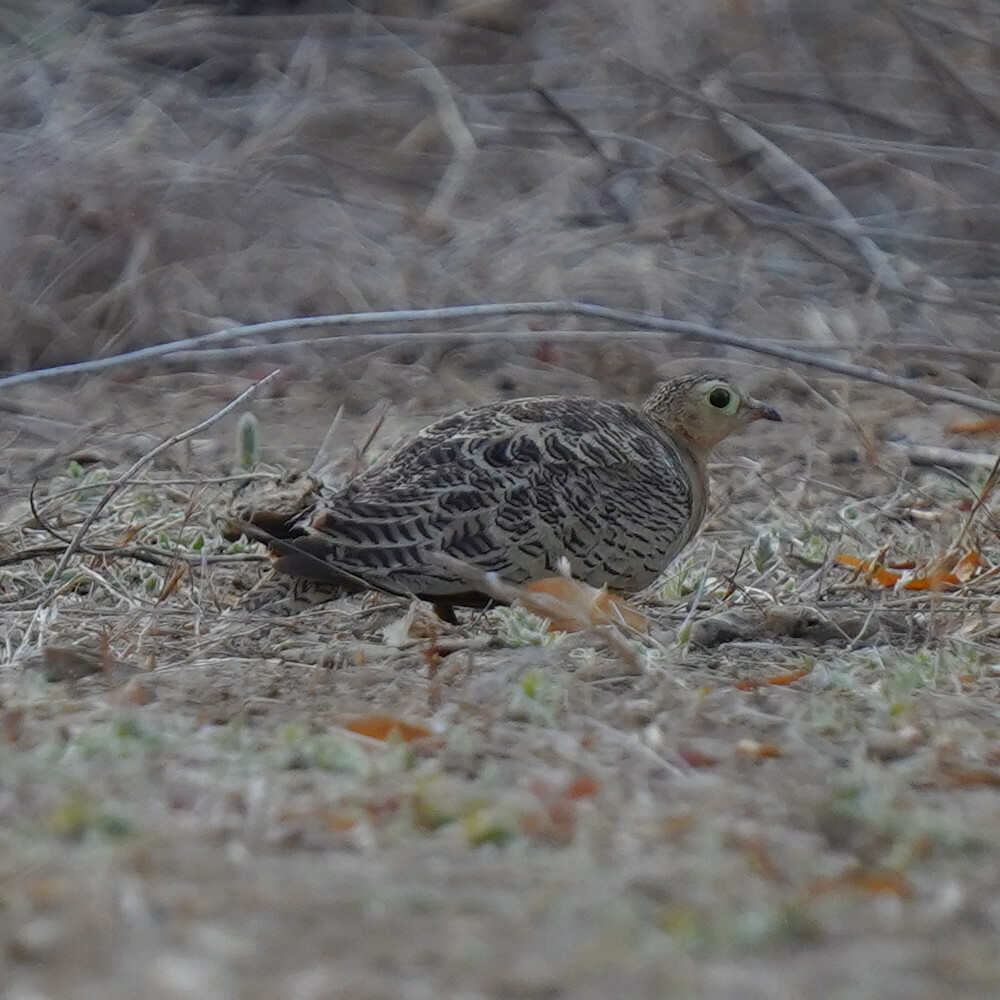 Four-banded Sandgrouse (Pterocles quadricinctus), photo 9