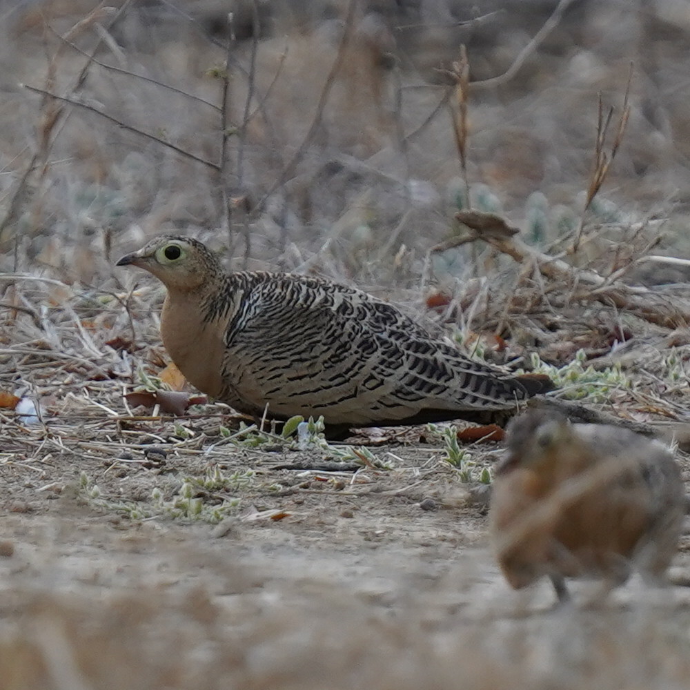 Four-banded Sandgrouse (Pterocles quadricinctus), photo 8