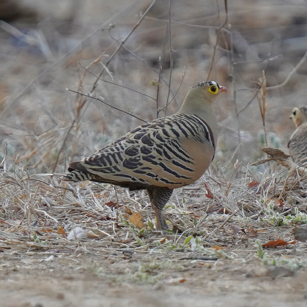 Four-banded Sandgrouse (Pterocles quadricinctus), photo 7